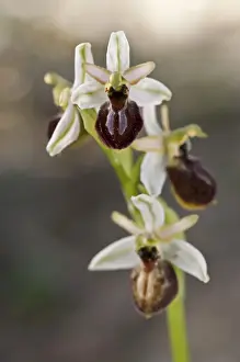 Inflorescence Prints: Picture No. 11671461