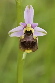 Orchids Prints: Picture No. 11671464