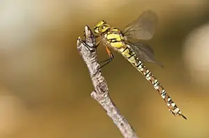 Dragonflies Prints: Picture No. 11671480