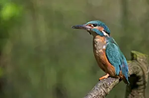 Kingfishers Prints: Picture No. 11671483