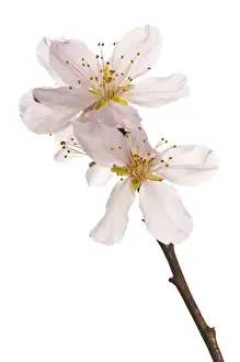 Blossom Prints: Picture No. 11671484