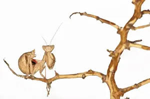 Mantis Prints: Picture No. 11671486