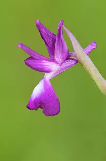 Orchids Prints: Picture No. 11671487