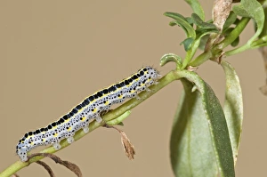Images Dated 16th September 2011: Picture No. 11671501