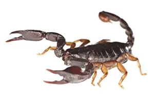 Scorpion Prints: Picture No. 11671507
