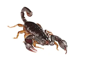Scorpion Prints: Picture No. 11671508