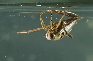 Backswimmer Prints: Picture No. 11671518