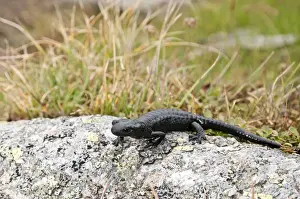 Salamanders Prints: Picture No. 11671524