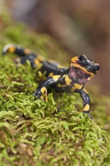 Salamanders Prints: Picture No. 11671525