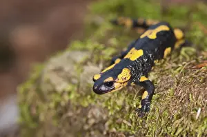 Salamanders Prints: Picture No. 11671526