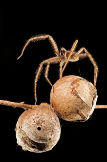 Arachnids Prints: Picture No. 11671528