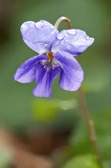 Violet Prints: Picture No. 11671531
