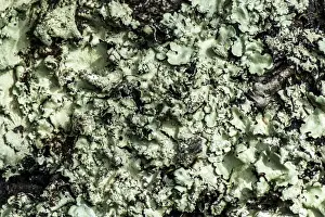 Mossy Prints: Picture No. 11671883