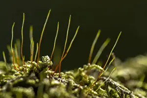 Moss Prints: Picture No. 11671884