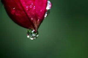 Fuchsia Prints: Picture No. 11671893