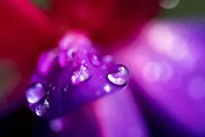 Fuchsia Prints: Picture No. 11671894