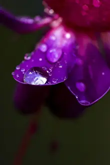 Rain Prints: Picture No. 11671895