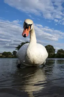 Swans Prints: Picture No. 11671899
