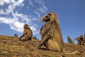 Baboons Prints: Picture No. 11671958