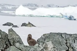 Skua Prints: Picture No. 11671981