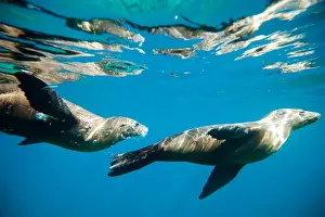 Sea Lion Prints: Picture No. 11671984