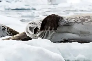 Laughing Prints: Picture No. 11672011
