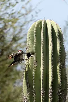 Cacti Prints: Picture No. 11672033