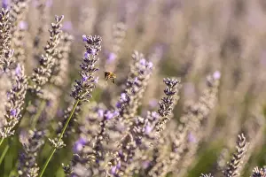 Herb Prints: Picture No. 11672047