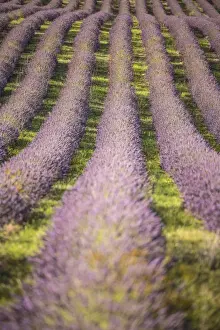 Herb Prints: Picture No. 11672049