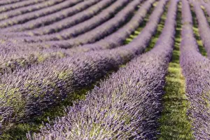 Herb Prints: Picture No. 11672050