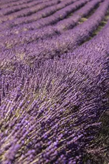 Herb Prints: Picture No. 11672054