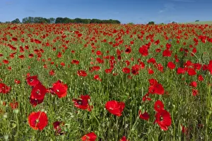 Herb Prints: Picture No. 11672093