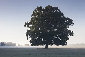 Oaks Prints: Picture No. 11672099