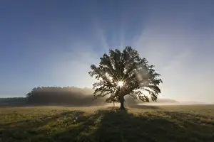 Oaks Prints: Picture No. 11672100