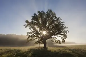 Oaks Prints: Picture No. 11672101