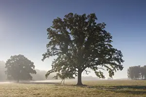 Oaks Prints: Picture No. 11672102