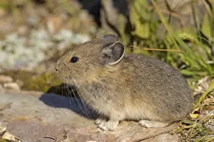 Mouse Prints: Picture No. 11672178