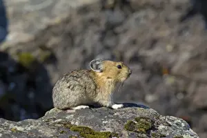 Mouse Prints: Picture No. 11672179