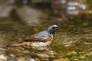 Redstart Prints: Picture No. 11672197