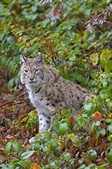 Lynxes Prints: Picture No. 11672202