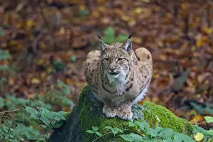 Lynxes Prints: Picture No. 11672204