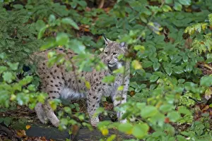 Lynxes Prints: Picture No. 11672205