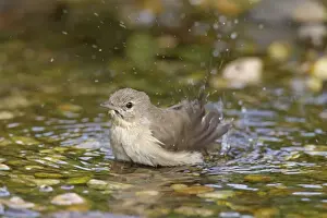 Warblers Prints: Picture No. 11672208