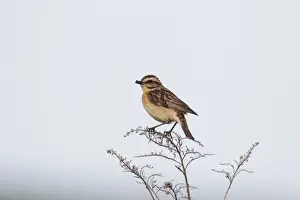 Whinchats Prints: Picture No. 11672215