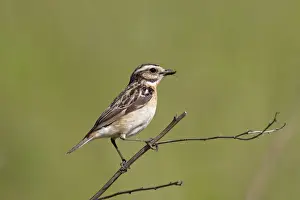 Whinchats Prints: Picture No. 11672216