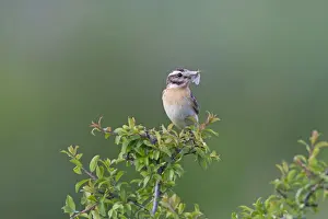 Whinchats Prints: Picture No. 11672218