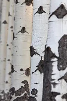 Aspen Prints: Picture No. 11672221