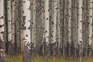 Aspen Prints: Picture No. 11672222