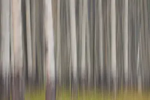 Aspen Prints: Picture No. 11672224