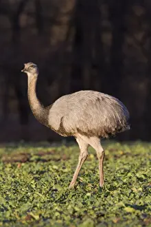 Rhea Prints: Picture No. 11672302
